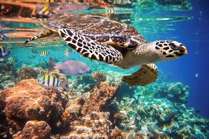 Tulum Area Experiences Guided Snorkeling Tour - Casa Cenote + Ocean Reef & Lunch - Mayan lunch after snorkeling: fruit, cochinita, and real refueling