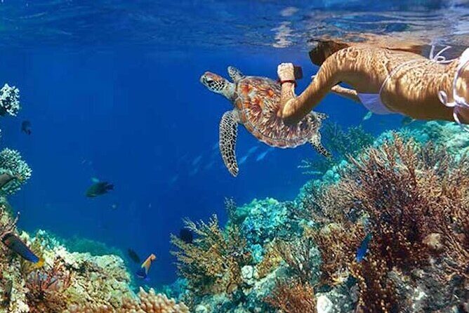 Tulum Area Experiences Guided Snorkeling Tour - Casa Cenote + Ocean Reef & Lunch - Price and what you’re really paying for