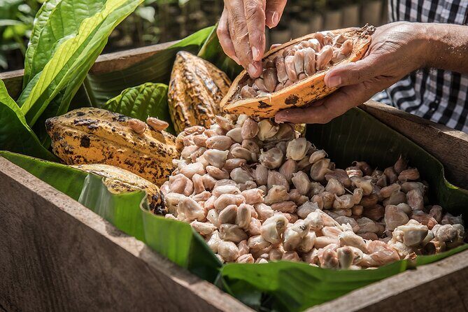 Tulum: Chocolate & Honey Sanctuary Experience with Cenote - Chococacaomaya stop: honey and cacao sanctuary basics