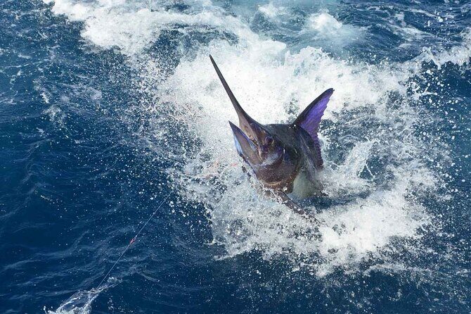 Tulum Deep Sea Fishing Tour - The 4-Hour Flow: What Happens From Meeting to Return