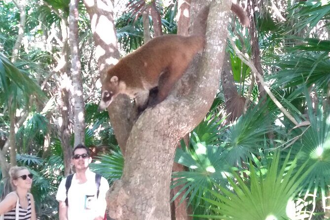 Tulum Guided Tour and Cenote Swim from Playa del Carmen - Tulum Ruins with David: guided walking plus your own time