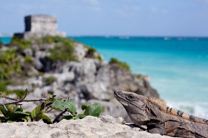 Tulum Guided Tour and Cenote Swim from Playa del Carmen - Price and value: what $119.56 buys you (and what it doesn’t)