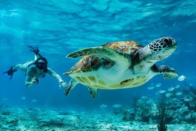 Tulum Mayan Ruins and Snorkeling with Turtles at Akumal - Should you book this Akumal + Tulum day trip?