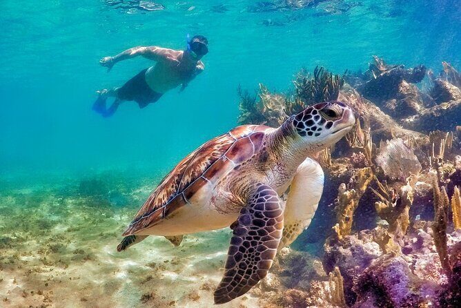 Tulum Mayan Ruins and Snorkeling with Turtles at Akumal - FAQ