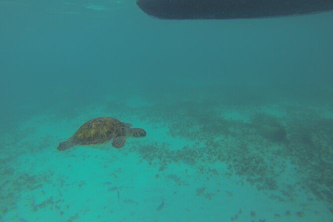 Tulum Private Boat Tour & Turtle Snorkeling Experience - Stop 2: Playa Pescadores Snorkeling for Turtles (Plus Beach Time)
