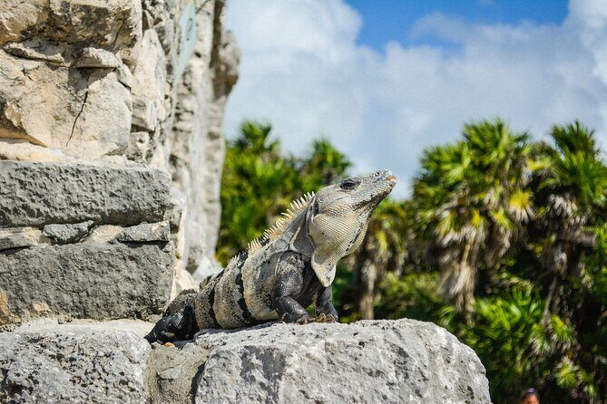 Tulum Ruins and Jaguar Park, Private Round Trip and Tickets - Jaguar Park: how to handle the name vs. what’s scheduled