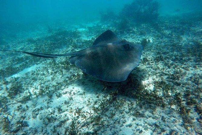 Tulum ruins swim with turtles in Akumal and Cenote - Lunch, Comfort, and Group Size: Keeping the Day Smooth