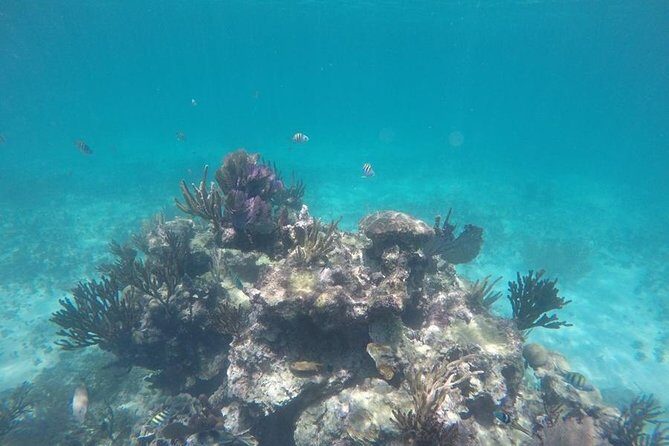 Tulum ruins swim with turtles in Akumal and Cenote - Who This Tour Fits Best (and Who Should Rethink It)