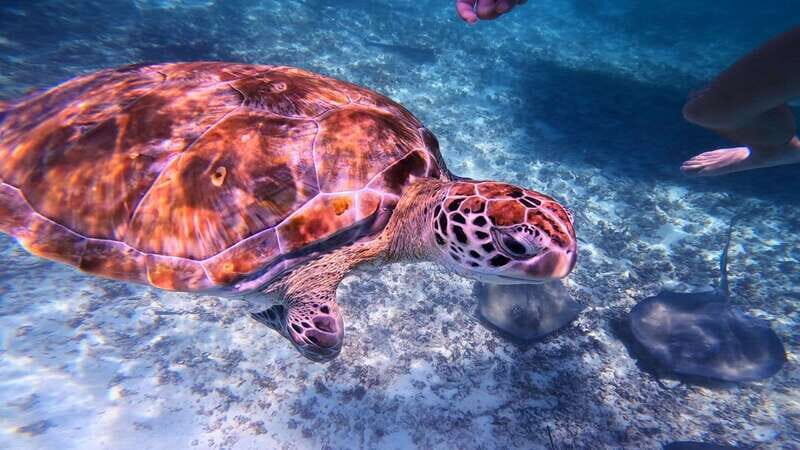 Tulum: Snorkeling at Paradise Reef - Key highlights at a glance