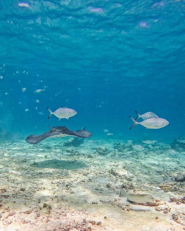 Tulum: Snorkeling at Paradise Reef - Tips so your Paradise Reef snorkeling day goes smoothly