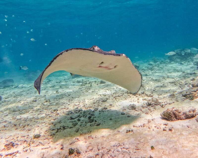 Tulum: Snorkeling at Paradise Reef - In the water at Paradise Reef: what you’ll look for