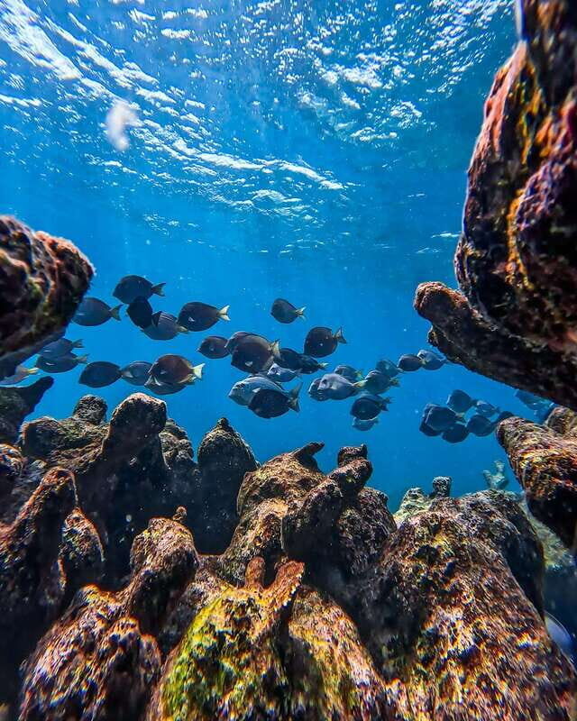 Tulum: Snorkeling at Paradise Reef - The 90-minute flow: where the time actually goes