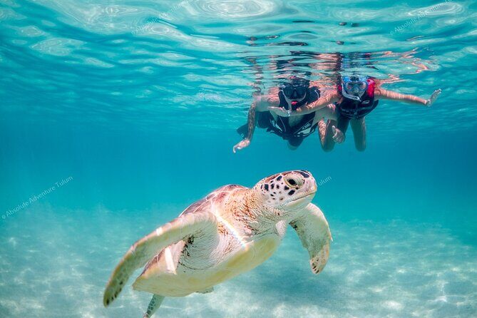 Tulum VIP Private Tour with Sea Turtles & Cenote – Award-Winning - Choosing the cenote mix: Jaguar thrills, Nicte Ha calm, Taak bi Ha underground