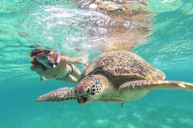 Turtle and Reef Sanctuary Snorkeling - Key highlights you’ll feel right away