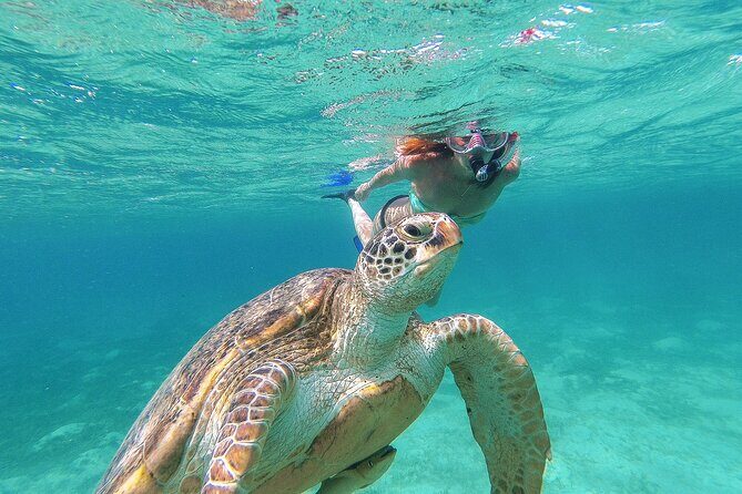 Turtle and Reef Sanctuary Snorkeling - Akumal’s turtle cove: why this snorkeling trip works
