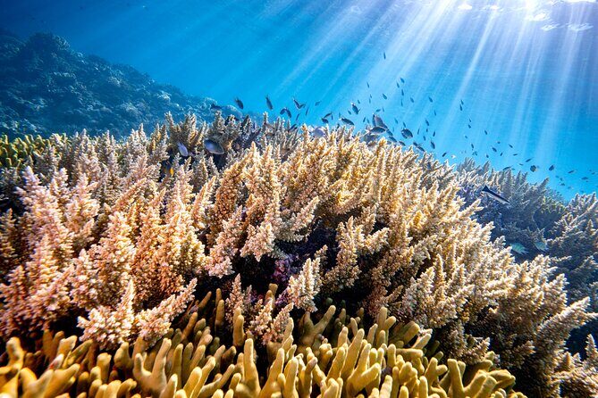 Turtle and Reef Sanctuary Snorkeling - Price and what the $25 marine fees mean for value