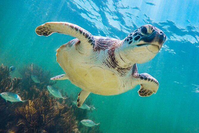 Turtle and Reef Sanctuary Snorkeling - What’s included (and what isn’t) on this Ekinox Tours outing