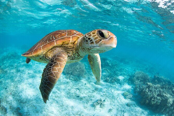 Turtle and Reef Sanctuary Snorkeling - Quick practical tips before you go