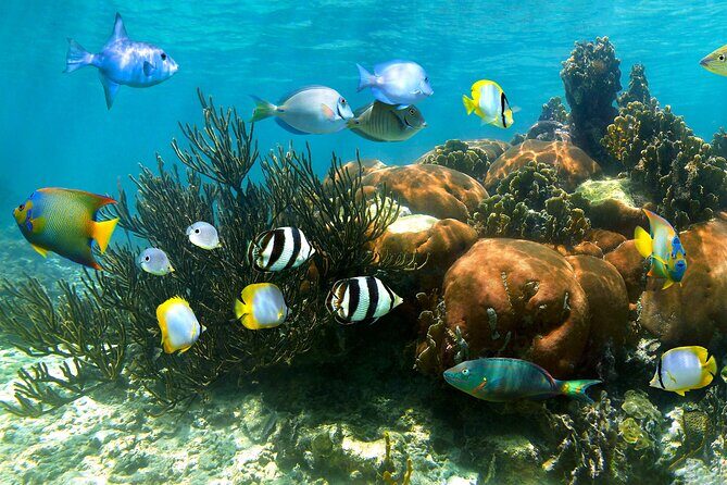 Turtle and Reef Sanctuary Snorkeling - Logistics in Tulum: pickup, meeting point, and timing reality