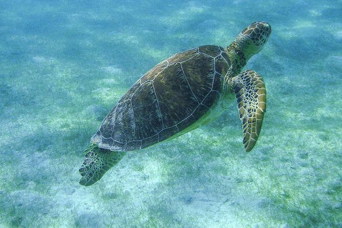 Turtle Snorkeling Adventure from Cancun - Morning timing and hotel pickup (7:00 am starts)