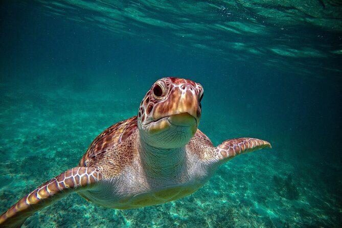 Turtle Snorkeling and Jungle Adventure with Cenote - Akumal Bay turtle snorkeling: the calm start to a wild day