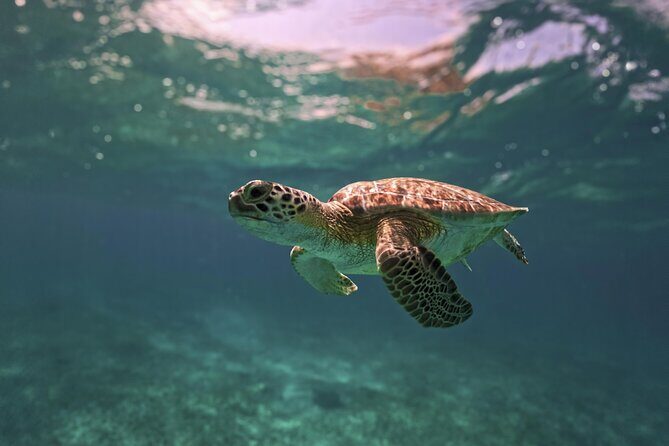 Turtle Snorkeling and Jungle Adventure with Cenote - Safety and comfort: the stuff that keeps the fun going