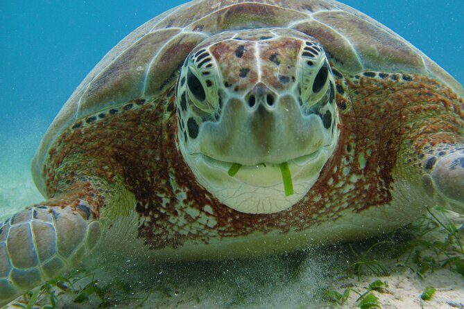 Turtle Snorkeling and Jungle Adventure with Cenote - Should you book it?