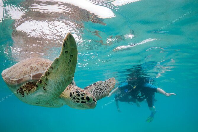 Turtle Snorkeling Private Tour – Sea Turtles & Cenote in Tulum - What your $197 gets you (and why it feels like a deal)