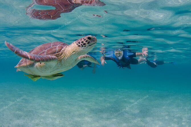 Turtle Snorkeling Private Tour – Sea Turtles & Cenote in Tulum - Private guide energy: calm, clear, and actually helpful