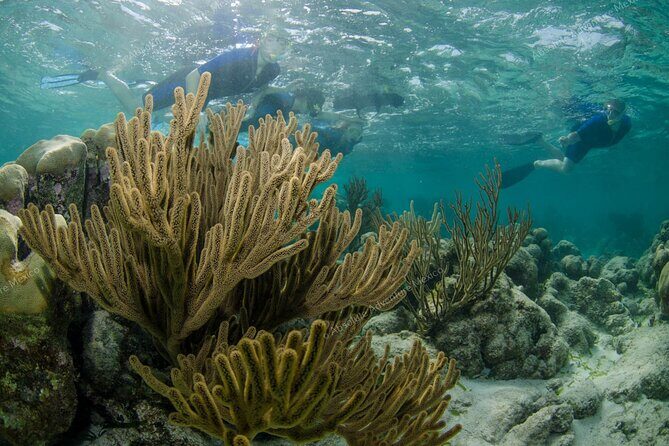 Turtle Snorkeling Private Tour – Sea Turtles & Cenote in Tulum - Timing and logistics: how to fit this into your Tulum schedule