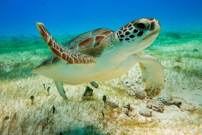 Turtle Swim & Tulum Ruins! With Cenote from Playa del Carmen - How This Full-Day Ruins and Turtle Plan Really Fits Together