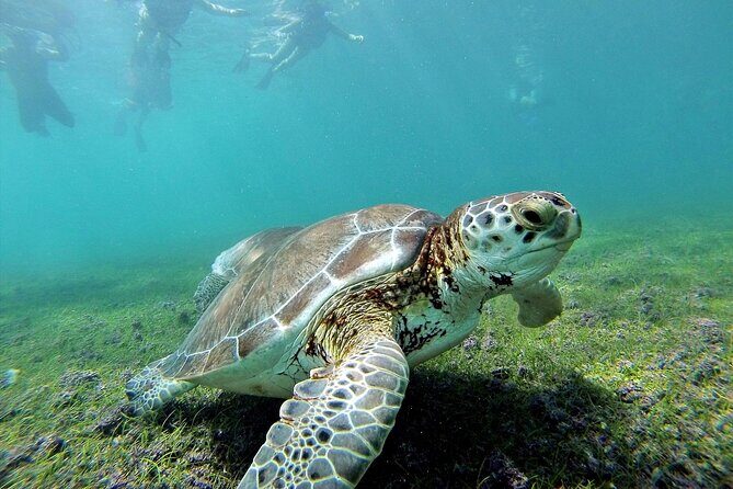 Turtle Swim & Tulum Ruins! With Cenote from Playa del Carmen - Akumal Turtle Snorkel: Gear, Timing, and What to Aim For