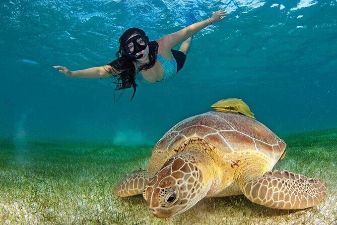 Turtle Swim & Tulum Ruins! With Cenote from Playa del Carmen - Cenote Nohoch: One Hour Underground Swim