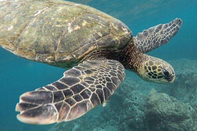 Turtle Swim & Tulum Ruins! With Cenote from Playa del Carmen - The Cancun Pirate Show at Night: Dinner, Dancing, and Real Expectations