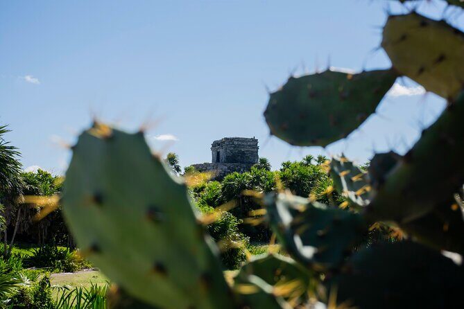 Turtle Swim & Tulum Ruins! With Cenote from Playa del Carmen - Who This Tour Suits Best