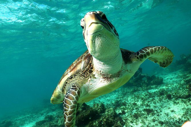 Turtles and Cenote snorkeling activity from Riviera Maya - Turtles and cenotes from Playa del Carmen: what this morning is really about