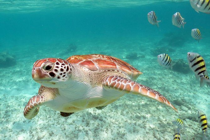 Turtles and Cenote snorkeling activity from Riviera Maya - Mesomerican reef snorkeling for sea turtles: how to set expectations