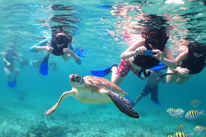 Turtles and Cenote snorkeling activity from Riviera Maya - Small-group energy, guide attention, and snack reality