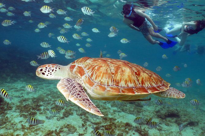 Turtles and Cenote snorkeling activity from Riviera Maya - How pickup and AC transport set the tone