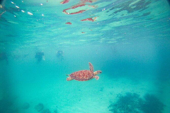 Turtles & Cenote! Half Day from Riviera Maya & Playa del Carmen - Puerto Aventuras Cenotes: The part people talk about