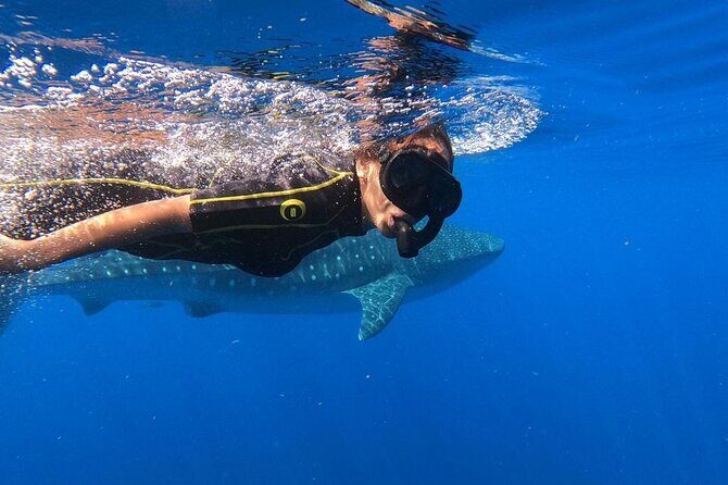 Whale shark encounter Private tour - swim with whale shark cancun - Breakfast at Restaurant Mandinga, Then the Hunt Begins