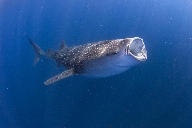 Whale Shark Experience from Playa del Carmen - Key highlights in plain terms
