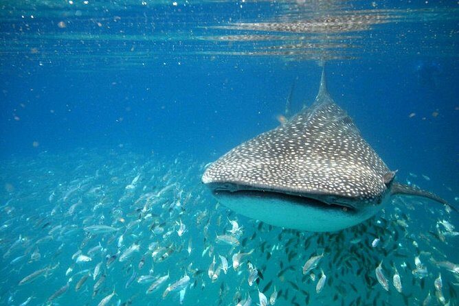 Whale Shark Experience from Playa del Carmen - Whale sharks near Cancun: the seasonal reason this works