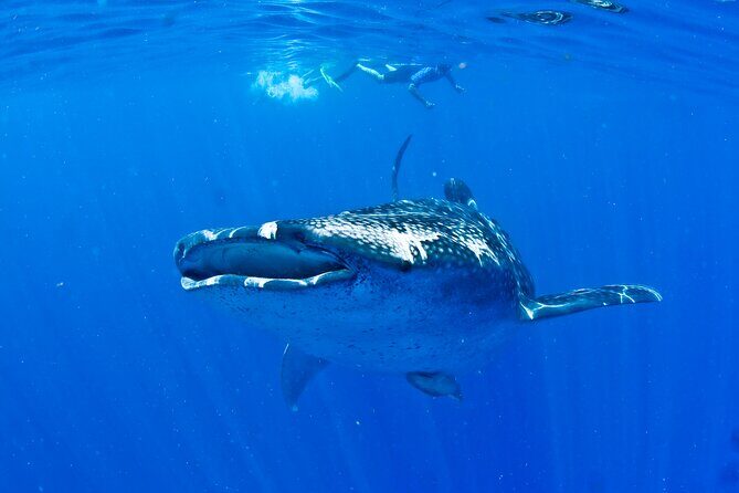 Whale Shark Experience from Playa del Carmen - Snorkeling setup: what the gear and guide actually do for you