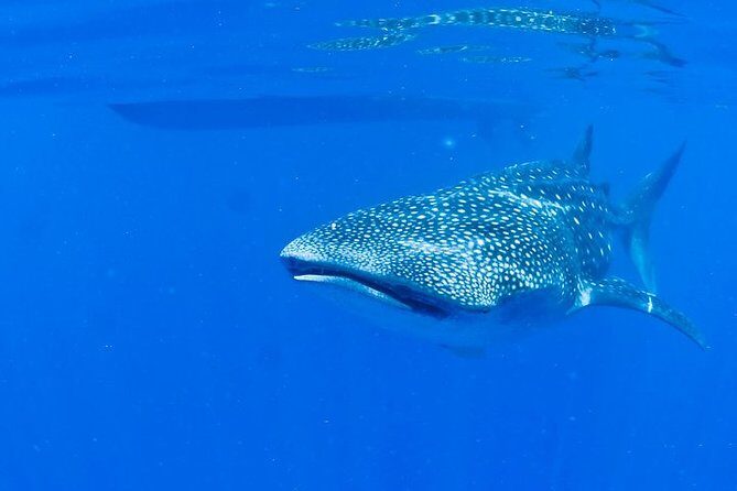 Whale Shark Experience from Playa del Carmen - The whale shark moment: close up viewing without the fear factor