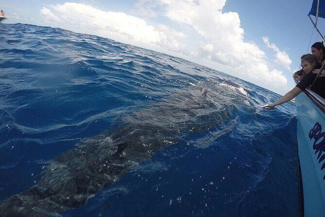 Whale Shark Experience from Playa del Carmen - Isla Mujeres snack stop: ceviche and guacamole on the water