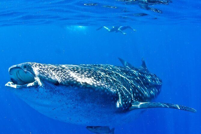 Whale Shark Experience from Playa del Carmen - How long is the day, and why that matters