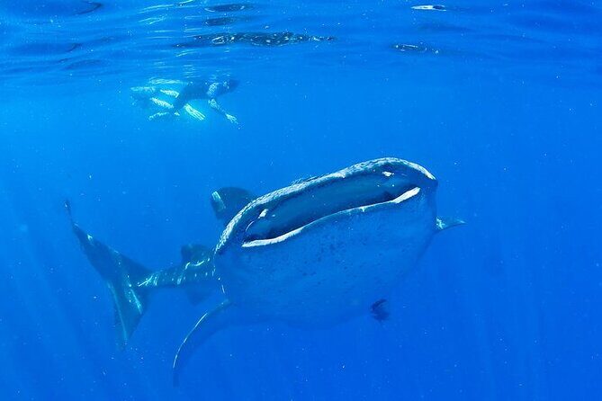 Whale Shark Experience from Playa del Carmen - On board with Turismo Channel: small group energy and a captain’s job