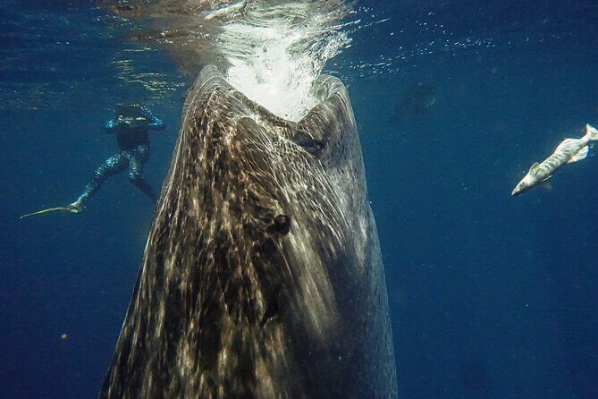 Whale Shark Snorkeling Adventure with Lunch - Whale Sharks From Playa del Carmen: What Makes This Day Work