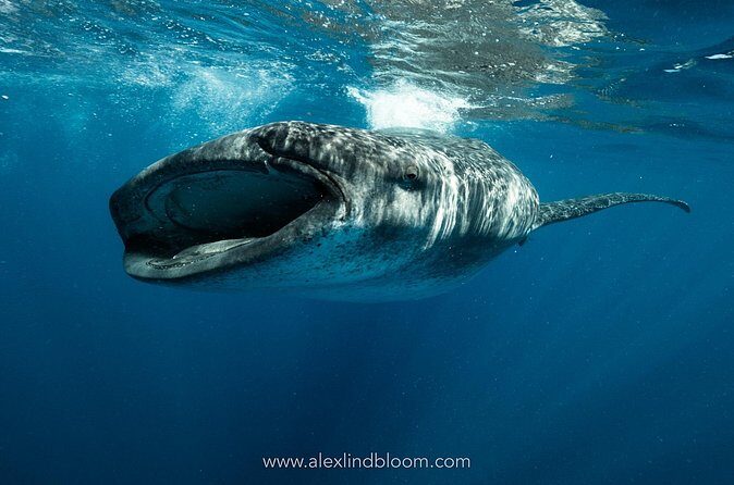 Whale Shark Snorkeling Adventure with Lunch - Isla Mujeres Stop: Playa Norte, Lunch, and That Much-Needed Reset